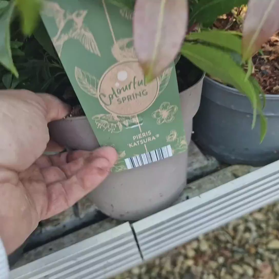 Pieris Japonica Katsura, cu frunzis rosu-inchis, vesnic verde, rezistent la inghet
