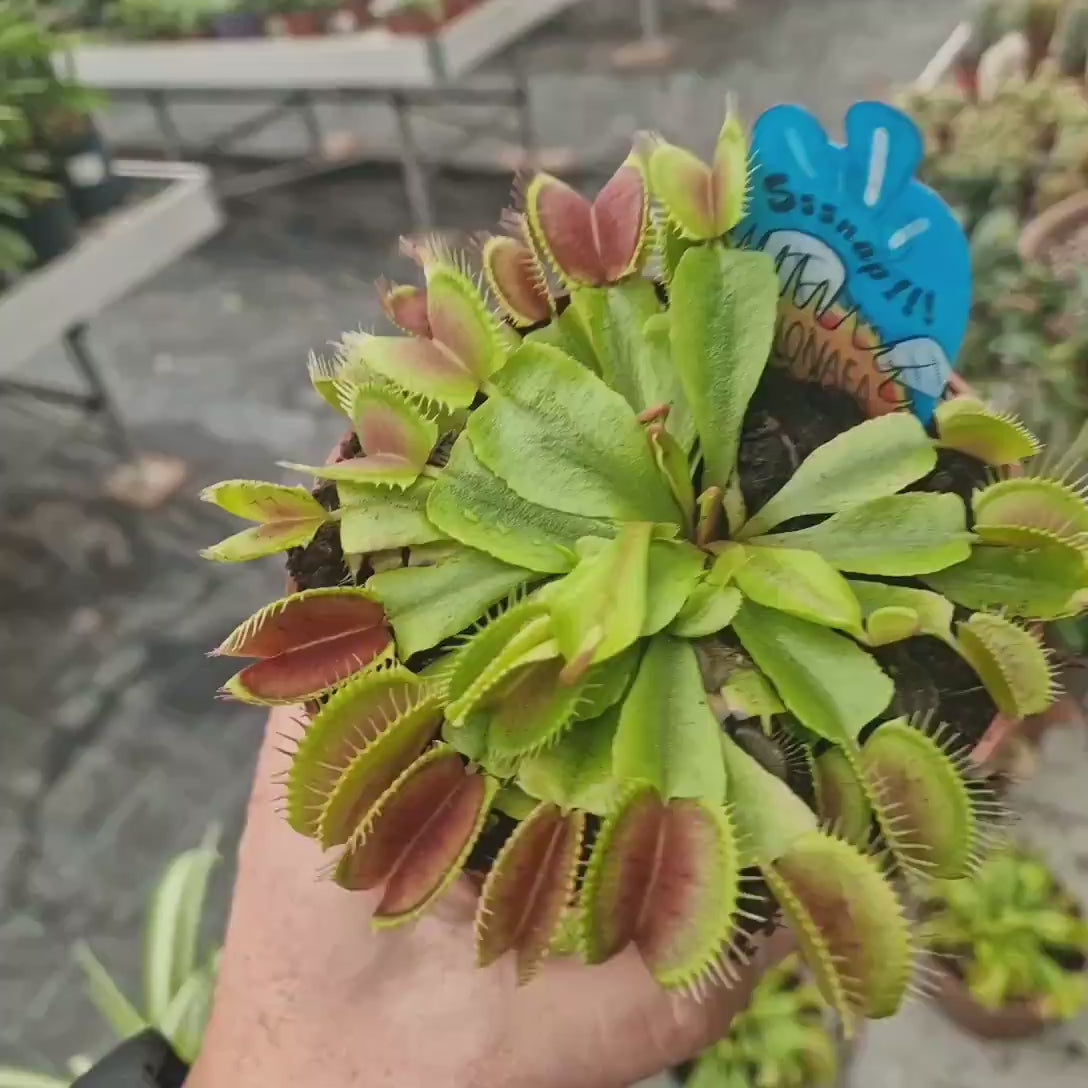 Planta carnivora Capcana lui Venus (Dionaea muscipula), 5-10 cm, planta de interior cu capcane active pentru insecte