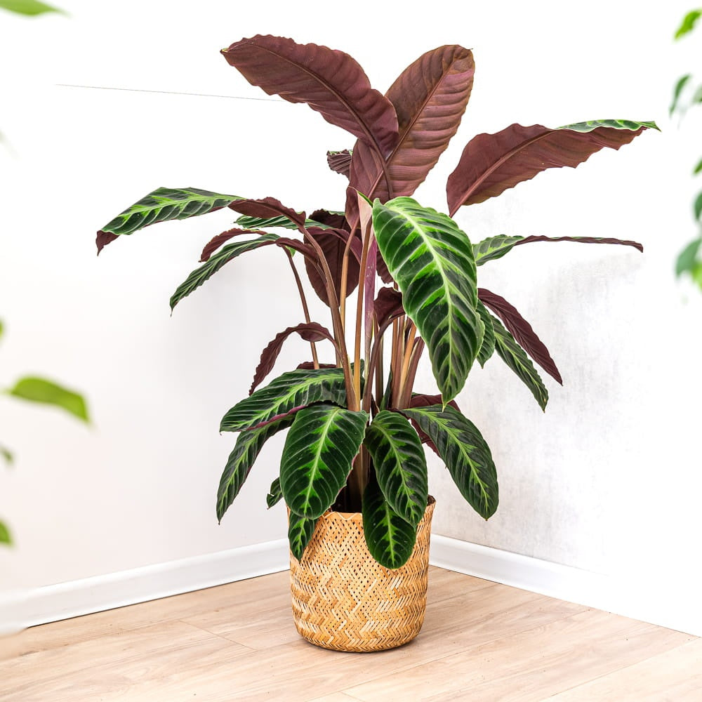 Planta care se roaga, Calathea warscewiczii, planta de interior cu frunze catifelate si model decorativ