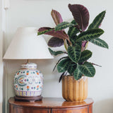 Planta care se roaga, Calathea warscewiczii, planta de interior cu frunze catifelate si model decorativ