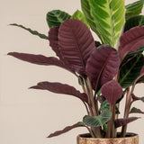 Planta care se roaga, Calathea warscewiczii, planta de interior cu frunze catifelate si model decorativ