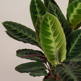 Planta care se roaga, Calathea warscewiczii, planta de interior cu frunze catifelate si model decorativ