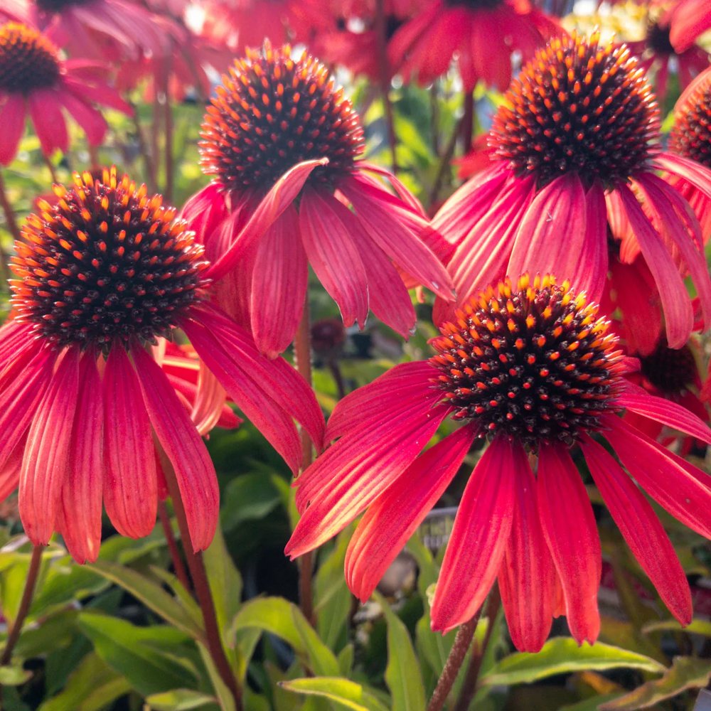 Echinacea Mooodz Devotion, cu flori roz intense, rezistenta la seceta, inflorire lunga