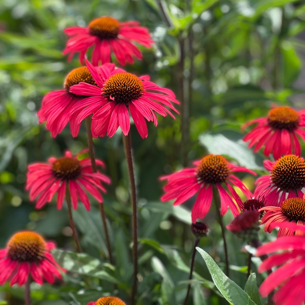 Echinacea Mooodz Devotion, cu flori roz intense, rezistenta la seceta, inflorire lunga