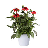 Echinacea Mooodz Devotion, cu flori roz intense, rezistenta la seceta, inflorire lunga
