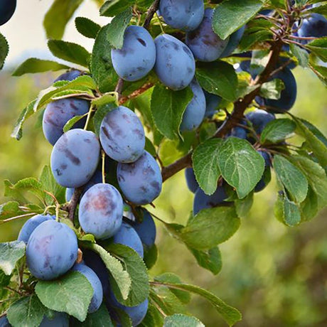 Prun Bleue de Belgique (Prunus Domestica), cu fructe dulci violet-inchis - VERDENA-livrat in ghiveci de 5 l