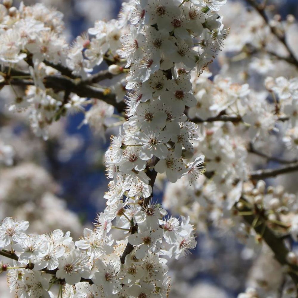 Prun Columnar (Prunus Domestica) Mirabelle Ruby | Verdena – VERDENA