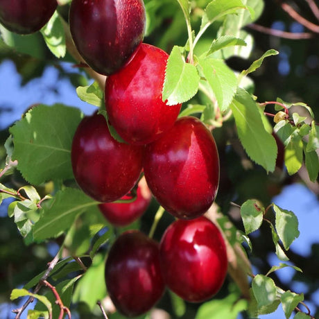 Prun Columnar (Prunus Domestica) Mirabelle Ruby, cu fructe dulci-acrisor rubinii - VERDENA-livrat in ghiveci de 3.5 l