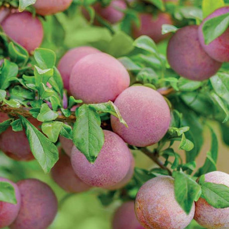 Prun Dapple Dandy (Prunus Domestica), cu fructe dulci-acrisor bicolor - VERDENA-170 cm inaltime, livrat in ghiveci de 5 l