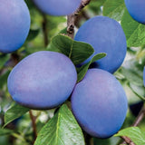 Prun Hauszwetsche (Prunus Domestica), cu fructe dulci albastre-violet - VERDENA-livrat in ghiveci de 5 l