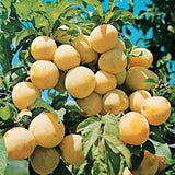 Prun Reine Claude d'Oullins (Prunus Domestica), cu fructe dulci galbene - VERDENA-livrat in ghiveci de 5 l