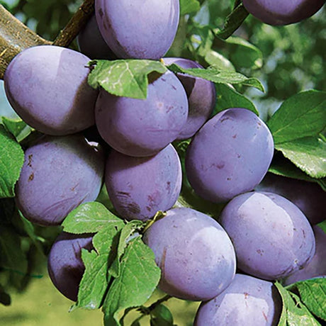 Prun Stanley (Prunus Domestica), cu fructe dulci violet - VERDENA-livrat in ghiveci de 5 l