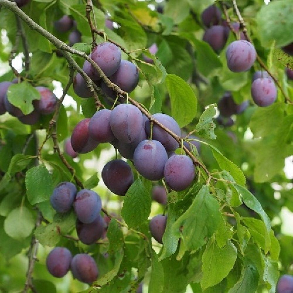Prun Stanley (Prunus Domestica), cu fructe dulci violet - VERDENA-livrat in ghiveci de 5 l
