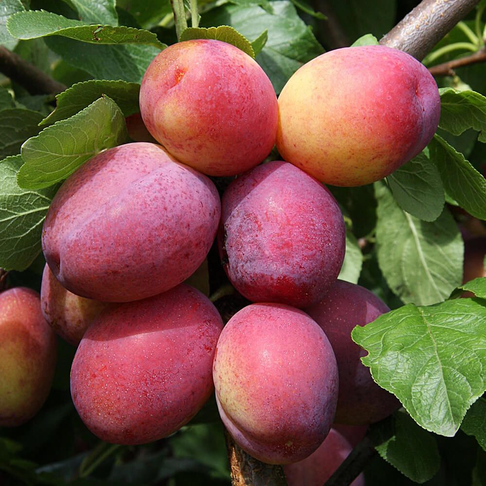 Prun Victoria (Prunus Domestica), cu fructe dulci violet-rosiatice - VERDENA-livrat in ghiveci de 5 l