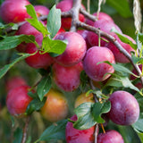 Prun Victoria (Prunus Domestica), cu fructe dulci violet-rosiatice - VERDENA-livrat in ghiveci de 5 l