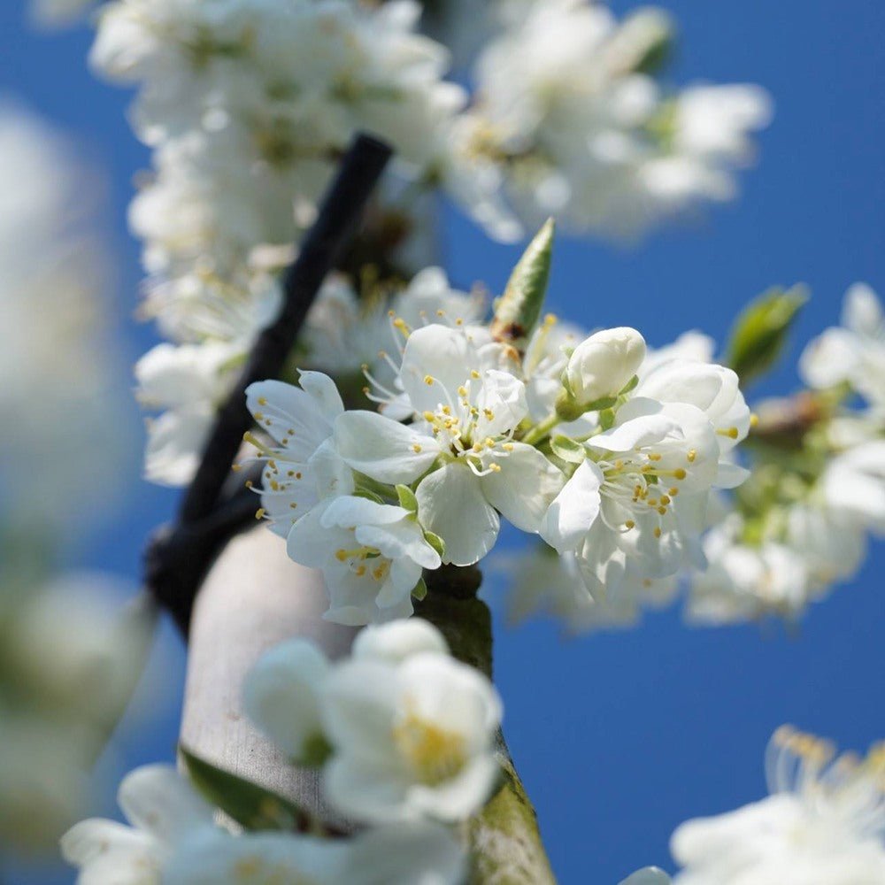 Prun Victoria (Prunus Domestica), cu fructe dulci violet-rosiatice - VERDENA-livrat in ghiveci de 5 l