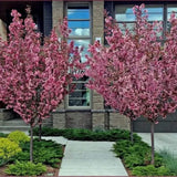 Migdal Japonez Pitic Ornamental Triloba, copacel cu flori roz duble spectaculoase, rezistent pana la - 25 grade Celcius