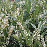 Laur Englezesc Vesnic Verde Otto Luyken (Laurocires), tip copacel, ornamental vesnic verde flori albe