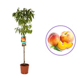 Piersic (Prunus Persica) Redhaven cu fructe galbene-rosii, an 2 pe rod