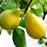 Guava Lamai (Psidium Guayaba), arborele exotic cu fructe dulci galbene si parfumate