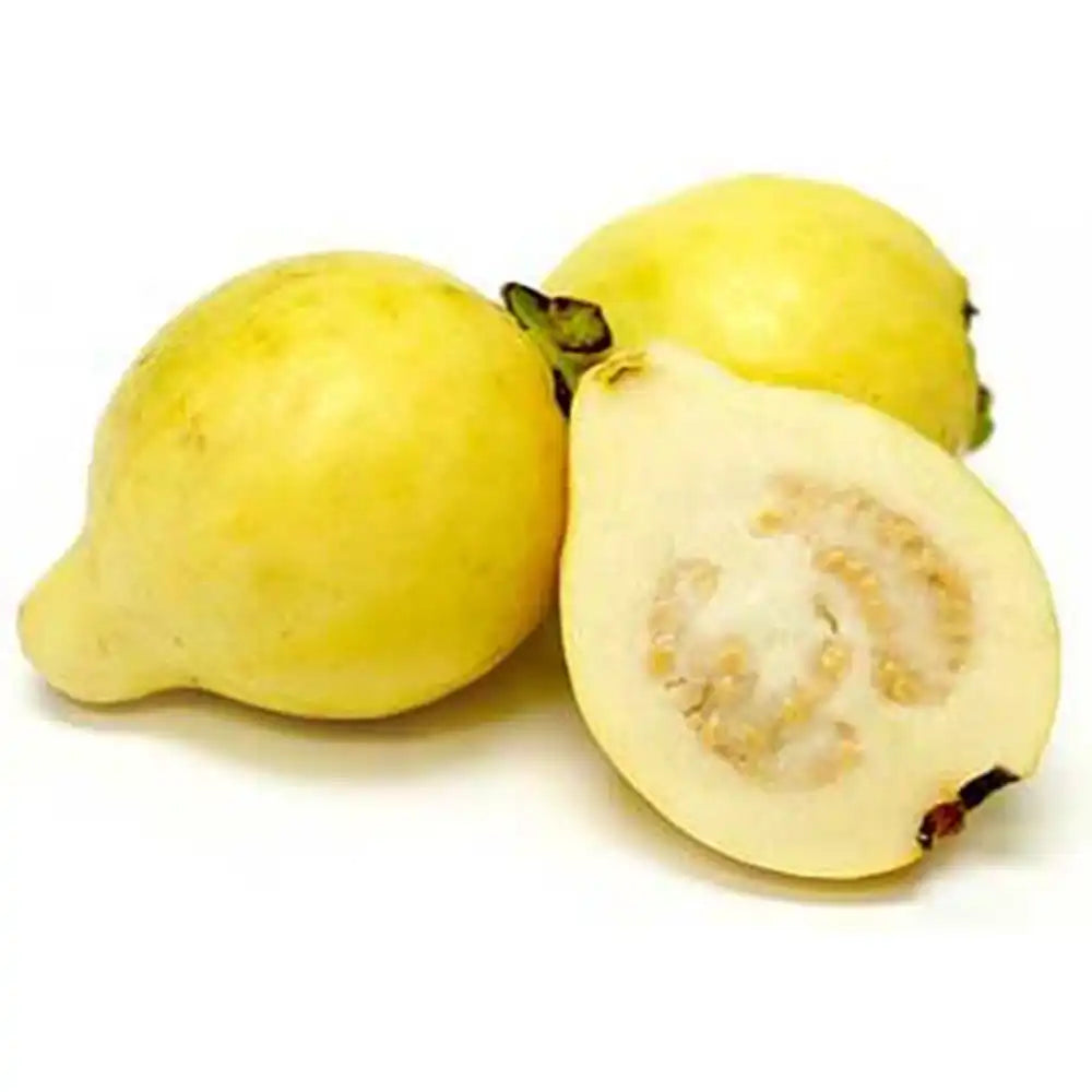 Guava Lamai (Psidium Guayaba), arborele exotic cu fructe dulci galbene si parfumate