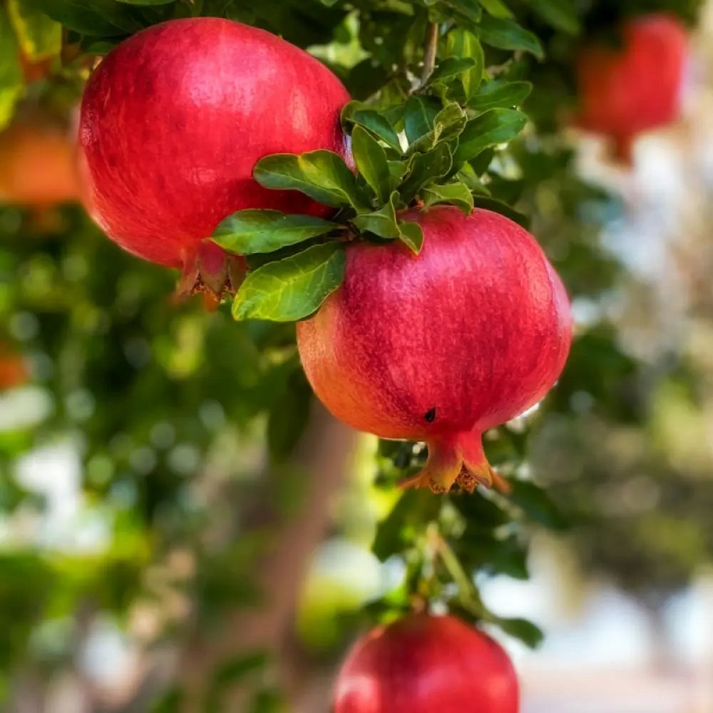 Rodiu Tip Copac (Punica Granatum) Parfianka, cu fructe mari rosii-rubinii, an 2 pe rod