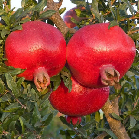 Rodiu Tip Copac (Punica Granatum) Valenciana, cu fructe mari rosii-rubinii, an 2 pe rod