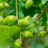 Stejar Romanesc (Gorun) Quercus petraea, maiestuos, longeviv, frunze lungi
