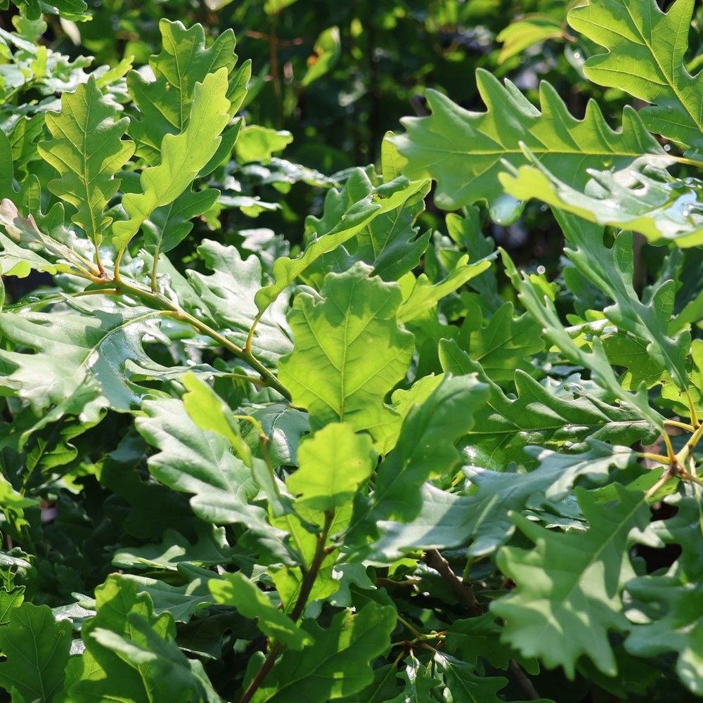 Stejar Romanesc (Gorun) Quercus petraea, maiestuos, longeviv, frunze lungi