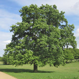 Stejar Romanesc (Gorun) Quercus petraea, maiestuos, longeviv, frunze lungi