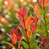 Fructul Red Lili Pili (Syzygium oleosum), in ghiveci, arbust vesnic verde cu frunze rosii decorative si fructe comestibile rosii dulce-acrisor
