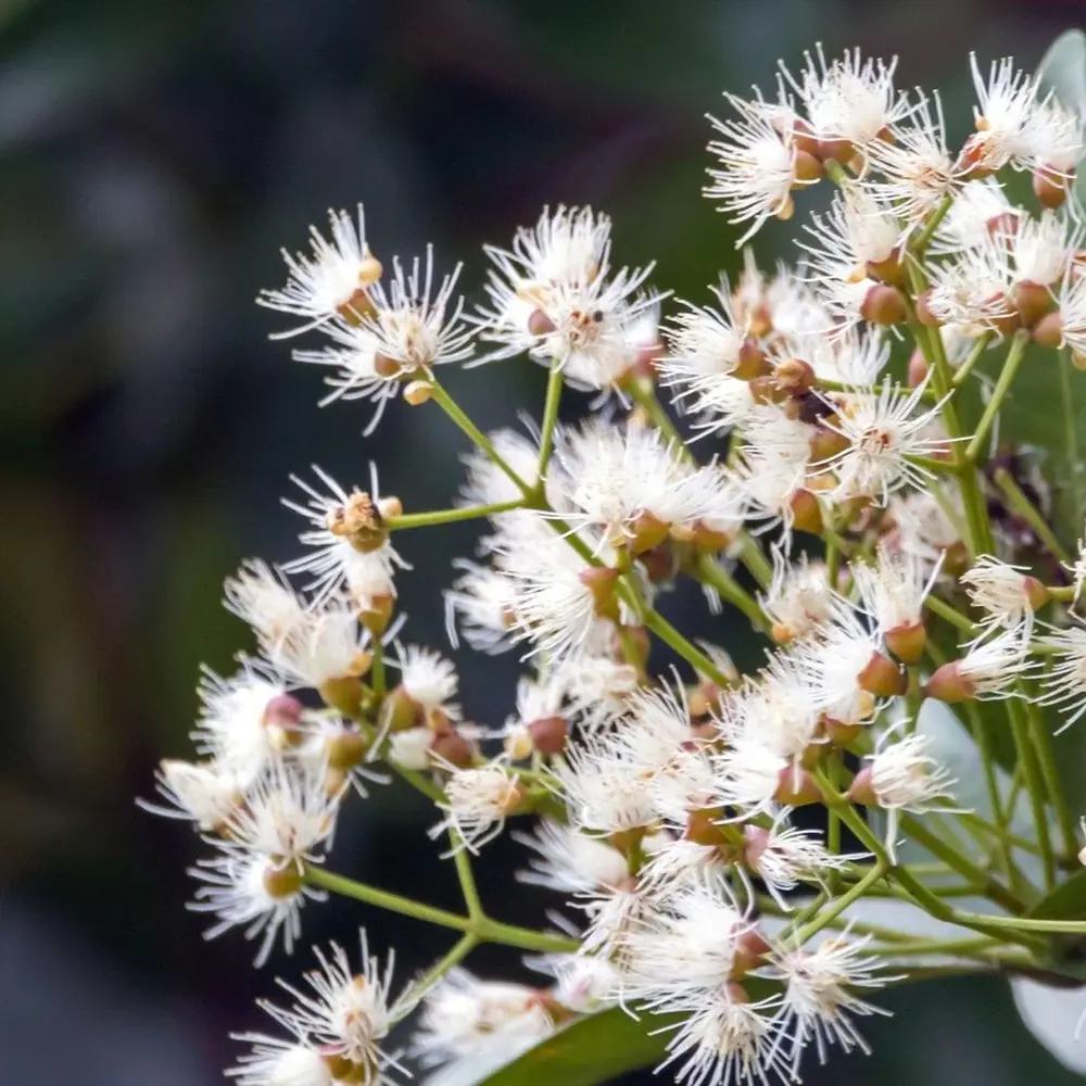 Fructul Red Lili Pili (Syzygium oleosum), in ghiveci, arbust vesnic verde cu frunze rosii decorative si fructe comestibile rosii dulce-acrisor