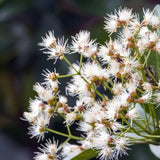 Fructul Red Lili Pili (Syzygium oleosum), in ghiveci, arbust vesnic verde cu frunze rosii decorative si fructe comestibile rosii dulce-acrisor