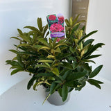 Azaleea japoneza (Rhododendron) Wilgens Ruby, arbust cu flori rosu-rubiniu, vesnic verde, inflorire primavara, prefera semi-umbra si sol acid