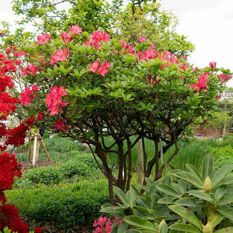 Azaleea japoneza (Rhododendron) Jolie Madame