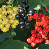 Coacaz Trio (Ribes), coacaze rosii, negre si galbene pe un singur arbust