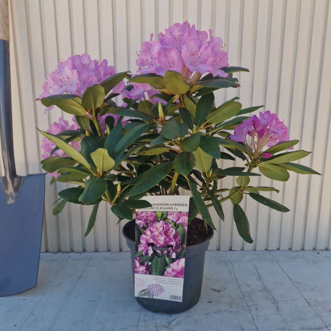 Azaleea japoneza (Rhododendron) Roseum Elegans, arbust cu flori roz-lila, vesnic verde, inflorire primavara, prefera semi-umbra si sol acid