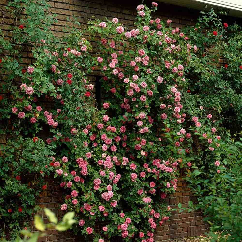 Trandafir catarator Chaplin's Pink Climber, cu flori roz, inflorire repetata, parfum placut, pentru pergole si garduri