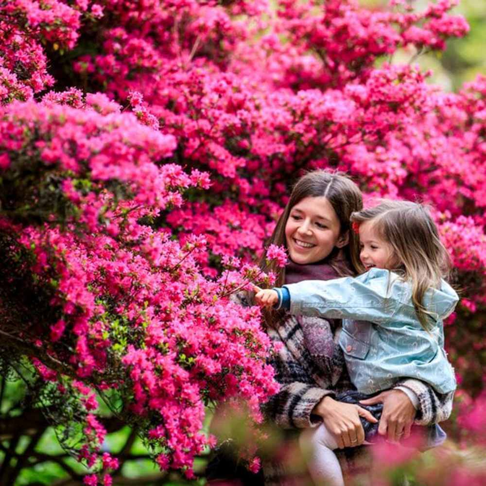 Trandafir catarator Chaplin's Pink Climber, cu flori roz, inflorire repetata, parfum placut, pentru pergole si garduri