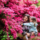 Trandafir catarator Chaplin's Pink Climber, cu flori roz, inflorire repetata, parfum placut, pentru pergole si garduri