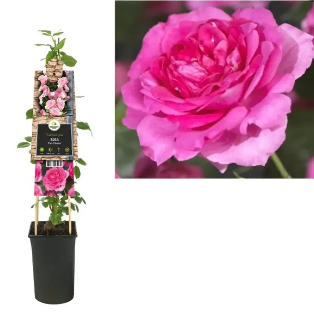 Trandafir catarator Chaplin's Pink Climber, cu flori roz, inflorire repetata, parfum placut, pentru pergole si garduri