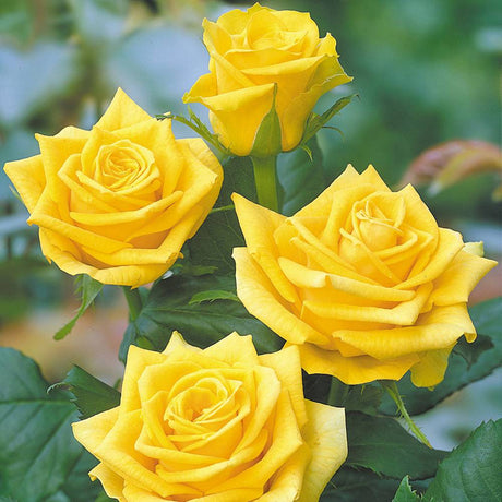 Trandafir catarator galben Golden Climber, cu flori galbene-aurii, inflorire repetata, parfumat, pentru pergole si garduri