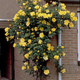 Trandafir catarator galben Golden Climber, cu flori galbene-aurii, inflorire repetata, parfumat, pentru pergole si garduri