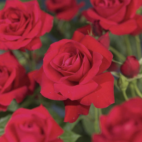 Trandafir catarator Heidelberg, cu flori  rosu catarator, inflorire repetata, rezistent la ger, pentru pergole si garduri