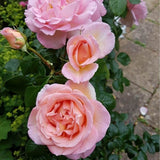 Trandafir Catarator Sweet Syrie, cu flori roz-cais bicolor cu inflorire repetata si parfum intens, ideal pentru pergole si garduri