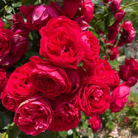 Trandafir Catarator rosu Florentina, cu flori mari rosii, inflorire repetata, parfum usor