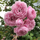 Trandafir Catarator alb-roz Sweet Candy, inflorire repetata, parfume dulce, flori duble, anul 3