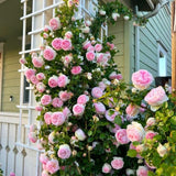 Trandafir Catarator alb-roz Sweet Candy, inflorire repetata, parfume dulce, flori duble, anul 3