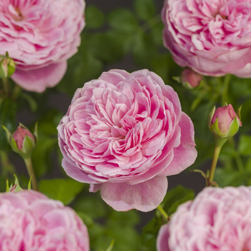 Trandafir Catarator alb-roz Sweet Candy, inflorire repetata, parfume dulce, flori duble, anul 3