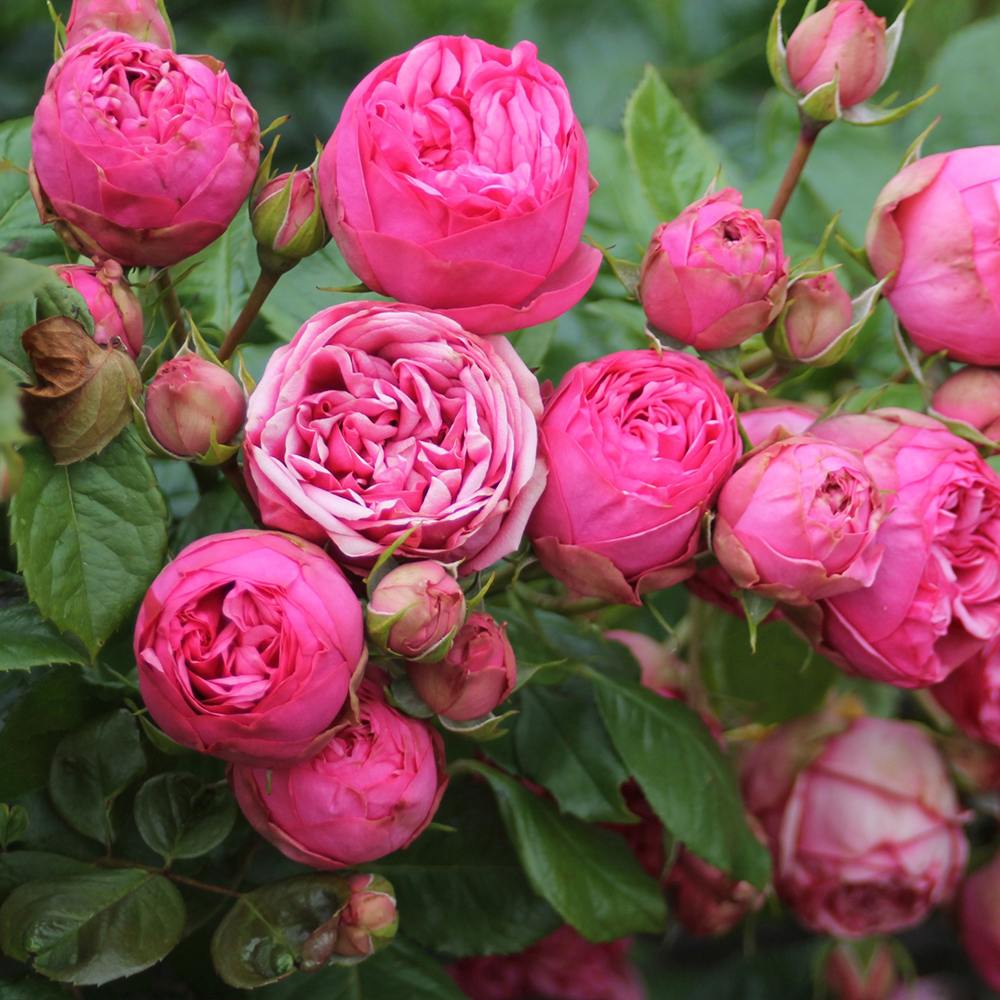 Trandafir Teahibrid roz-pink  Pink Piano, inflorire repetata